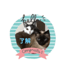 可愛い猫と可愛いハリネズミ（個別スタンプ：7）