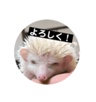 可愛い猫と可愛いハリネズミ（個別スタンプ：8）