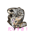 ベンガル ベルちゃん❤（個別スタンプ：7）