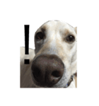 うちの犬 ！！！（個別スタンプ：3）