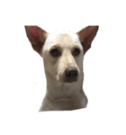 うちの犬 ！！！（個別スタンプ：6）