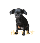 ベルジアン・プチブラのスタンプ（個別スタンプ：5）