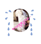 みっちゃん家のわんこスタンプ（個別スタンプ：1）