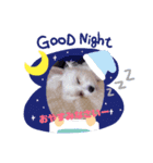 みっちゃん家のわんこスタンプ（個別スタンプ：3）