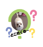 みっちゃん家のわんこスタンプ（個別スタンプ：4）