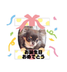 みっちゃん家のわんこスタンプ（個別スタンプ：8）