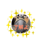 スフィンクスの小桃ちゃん2（個別スタンプ：4）