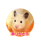 キンクマハムスターのハチ（個別スタンプ：1）
