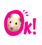 キンクマハムスターのハチ（個別スタンプ：2）
