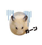 キンクマハムスターのハチ（個別スタンプ：5）