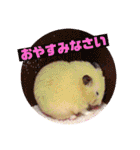 キンクマハムスターのハチ（個別スタンプ：6）