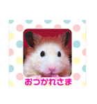 キンクマハムスターのハチ（個別スタンプ：11）