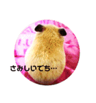 キンクマハムスターのハチ（個別スタンプ：12）