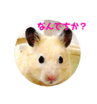キンクマハムスターのハチ（個別スタンプ：14）