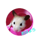 キンクマハムスターのハチ（個別スタンプ：15）