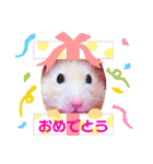 キンクマハムスターのハチ（個別スタンプ：16）