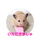 キンクマハムスターのハチ（個別スタンプ：17）