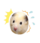 キンクマハムスターのハチ（個別スタンプ：19）
