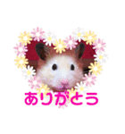 キンクマハムスターのハチ（個別スタンプ：22）