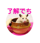 キンクマハムスターのハチ（個別スタンプ：23）