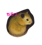 キンクマハムスターのハチ（個別スタンプ：24）