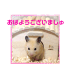 キンクマハムスターのハチ（個別スタンプ：25）