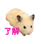 キンクマハムスターのハチ（個別スタンプ：30）