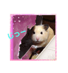 キンクマハムスターのハチ（個別スタンプ：31）