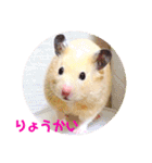 キンクマハムスターのハチ（個別スタンプ：33）