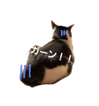 猫 cat（個別スタンプ：1）