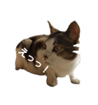 猫 cat（個別スタンプ：2）
