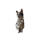 猫 cat（個別スタンプ：3）