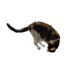 猫 cat（個別スタンプ：4）