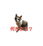 猫 cat（個別スタンプ：5）