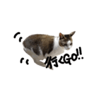 猫 cat（個別スタンプ：6）