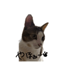 猫 cat（個別スタンプ：7）