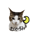 猫 cat（個別スタンプ：8）