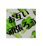 野菜畑（個別スタンプ：15）