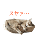 うちのネコ（アビシニアンとベンガル）（個別スタンプ：5）