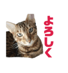 うちのネコ（アビシニアンとベンガル）（個別スタンプ：6）