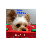 ヨークシャーテリアの小次郎（個別スタンプ：2）