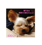 ヨークシャーテリアの小次郎（個別スタンプ：4）