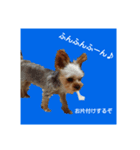 ヨークシャーテリアの小次郎（個別スタンプ：5）