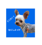 ヨークシャーテリアの小次郎（個別スタンプ：6）