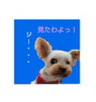 ヨークシャーテリアの小次郎（個別スタンプ：7）