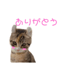 お年頃な猫「ロールちゃん」（個別スタンプ：2）