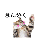 お年頃な猫「ロールちゃん」（個別スタンプ：3）