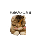 お年頃な猫「ロールちゃん」（個別スタンプ：4）