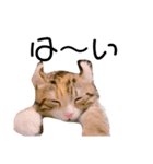 お年頃な猫「ロールちゃん」（個別スタンプ：5）