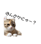 お年頃な猫「ロールちゃん」（個別スタンプ：6）